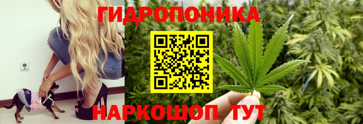 Вязьма  Бошки Шишки планчик  Бошки Шишки гибрид  Канабис семена  Вход с VPN 